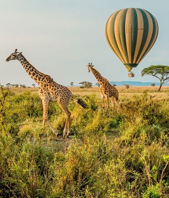 Giraffen stehen in der Savanne der Serengeti, im Hintergrund ein Heißluftballon