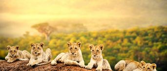 Löwen-Babys im Krüger Nationalpark