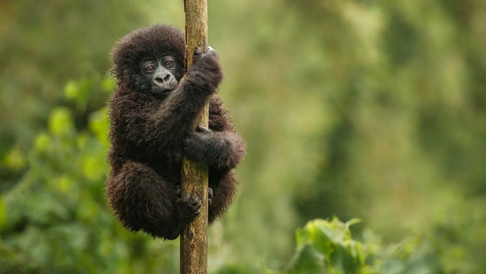 Babygorilla in Uganda