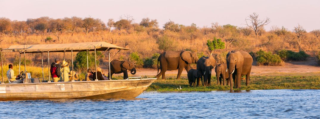 Elefantenherde am Wasser im Chobe-Nationalpark