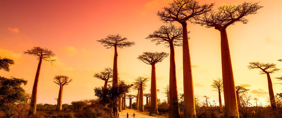 Baobab-Allee auf Madagaskar