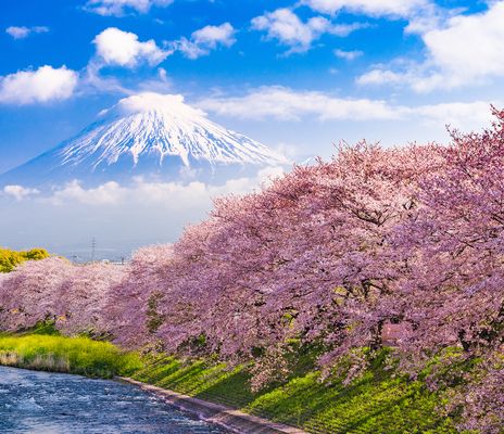 Kirschblüte in Japan