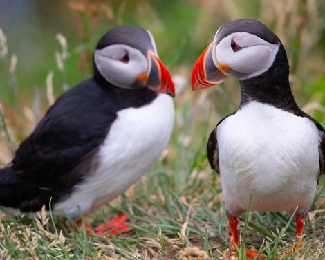 Kreuzfahrt mit MSC Preziosa ab/an Hamburg-1