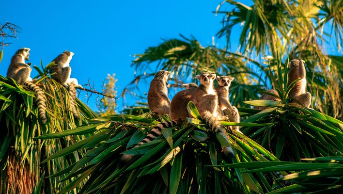 Gruppe von Lemuren klettert in den Bäumen, Madagaskar