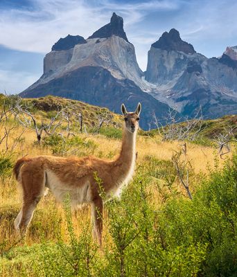 Ein Alpaka im Torres del Paine Nationalpark in Chile
