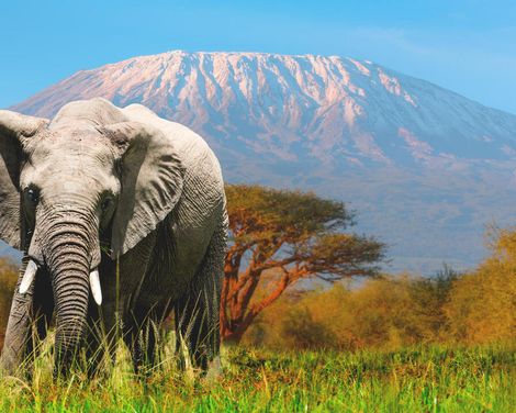 Auf Safari zu den Big Five & Entspannung am Palmenstrand-0