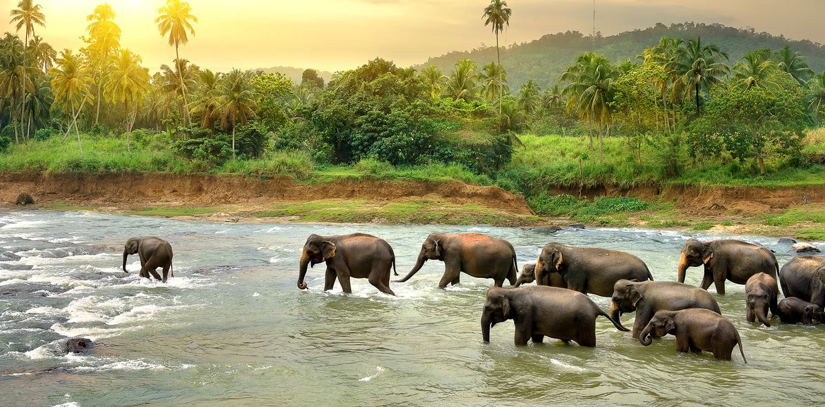 Elefantenherde in Sri Lanka