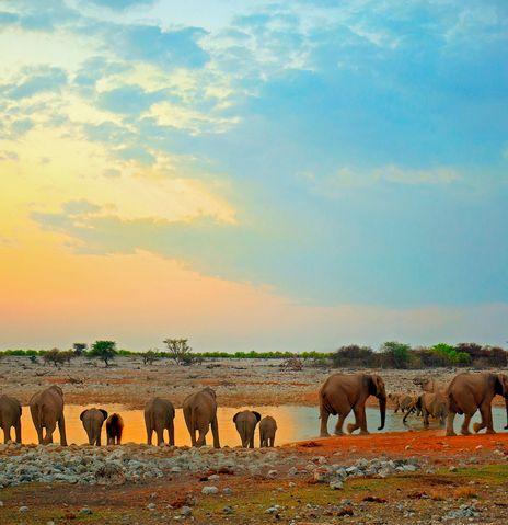 Elefanten am Wasserloch in Namibia