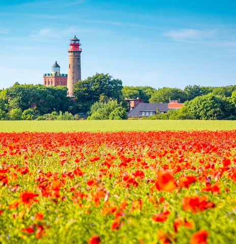 Mohnblumenfeld auf der Insel Rügen