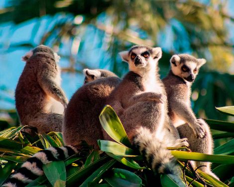 Abenteuer zwischen Lemuren und Baobabs-0