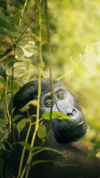 Gorilla in Uganda