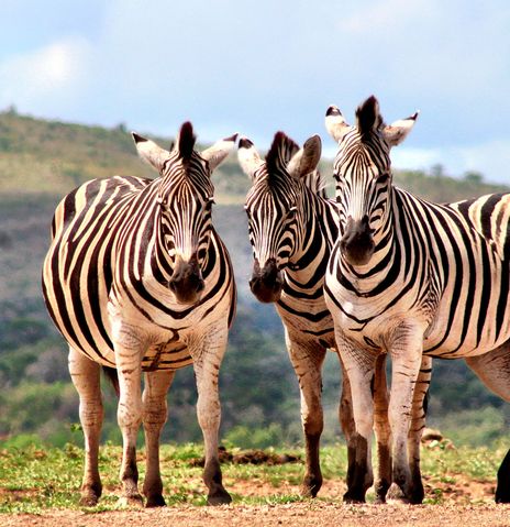 Zebras