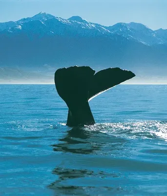 Wal in Neuseeland