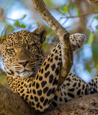 Leopard auf Baum