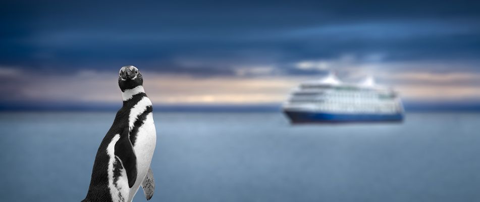 Pinguin vor Kreuzfahrtschiff