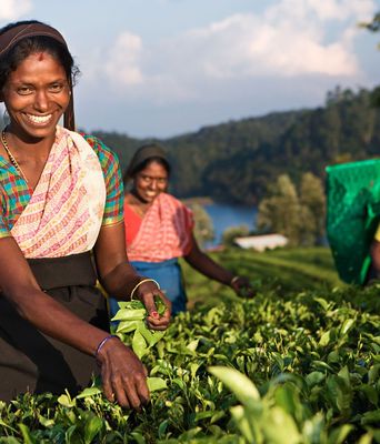 Teepflückerin in Sri Lanka