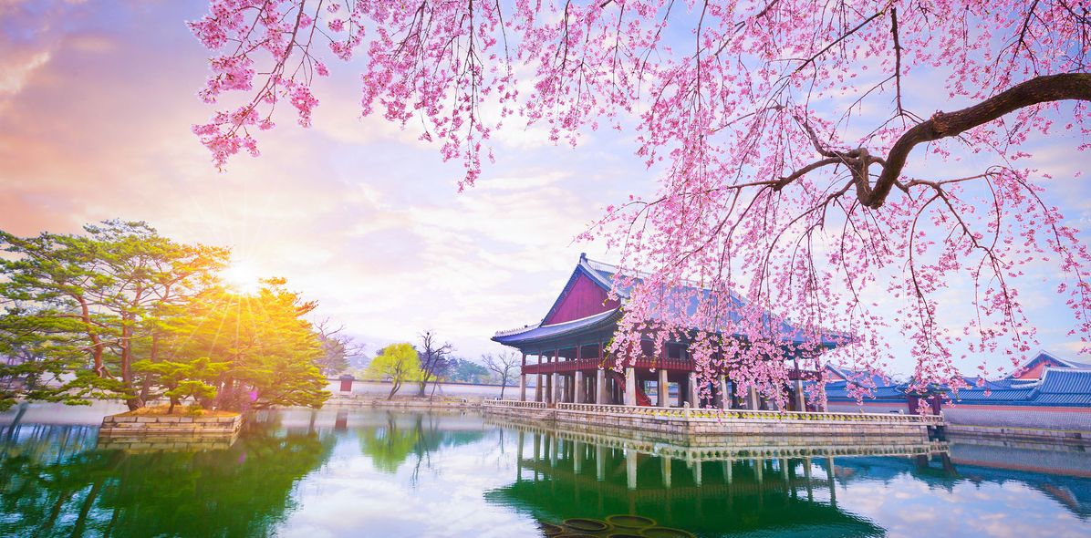 Tempel und Kirschbaum in Südkorea