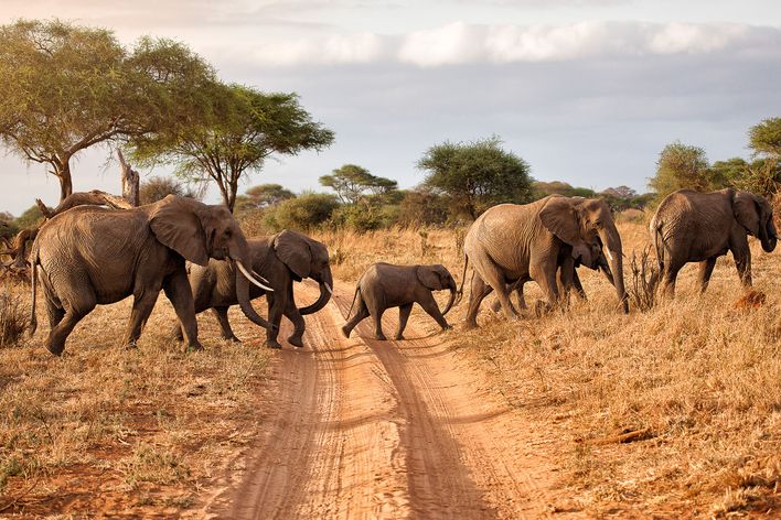 Elefantenherde im Tarangire-Nationalpark