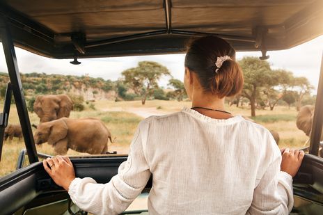 Reisende sitzt im Safari-Truck und blickt über die Savanne mit Wildtieren