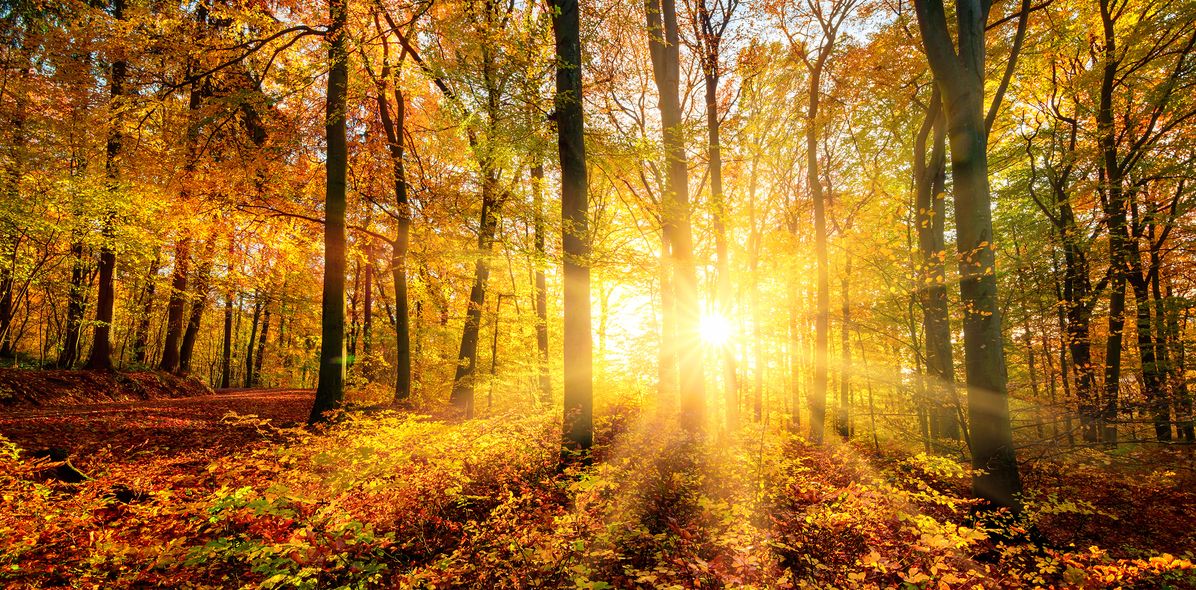 Herbstlicher Wald mit Sonnenstrahlen durch die Bäume