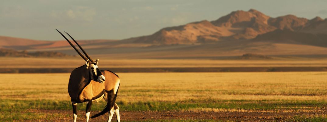 Antilope in Namibia