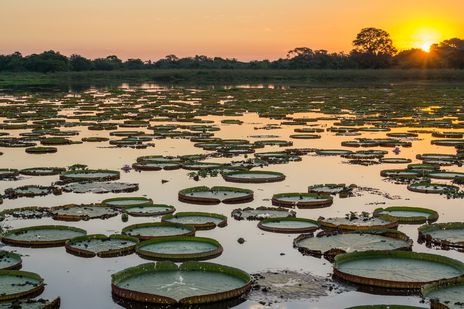 Ein großer See in den Pantalen vollbesetzt mit Lotusblätter im Sonnenuntergang
