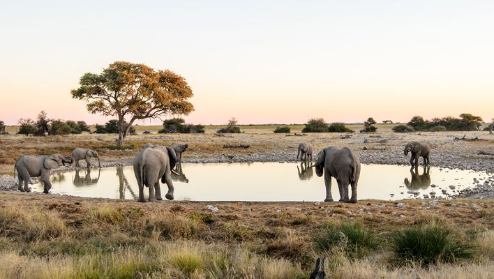 Elefanten im Etosha Nationalpark in Namibia