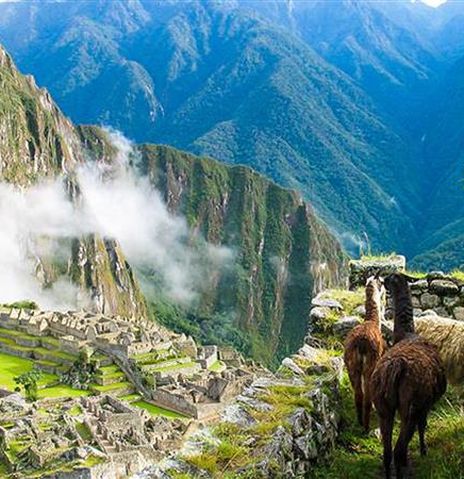 Alpaka steht am Machu Picchu in Peru 