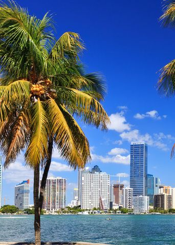 Blick zwischen Palmen hindurch übers Meer auf die Skyline von Miami in Florida