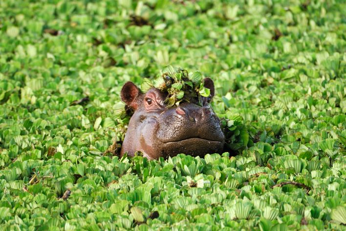 Nilpferd in einem Fluss