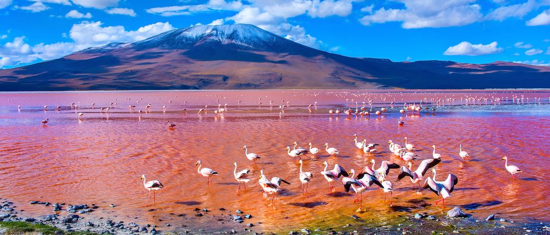 Lagune im Salar de Uyuni mit Flamingos, rotem Wasser und Bergen im Hintergrund