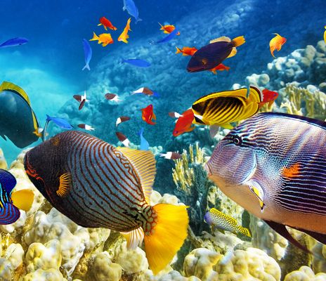 bunte Fische am Korallenriff