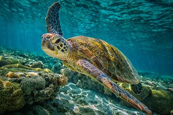 Great Barrier Reef in Australien