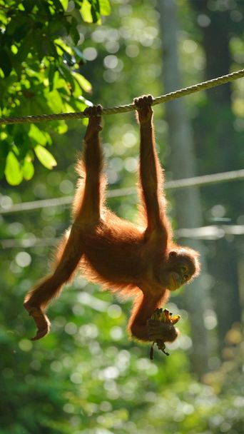 Orang Utan in Malaysia
