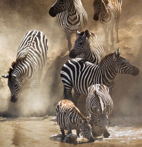 Zebras in Kenia