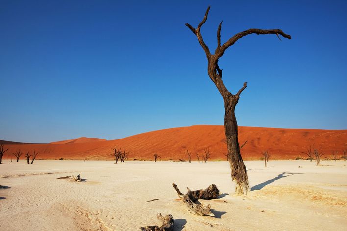 Abgestorbene Kameldornbäume vor roten Sanddünen im Deadvlei in Namibia