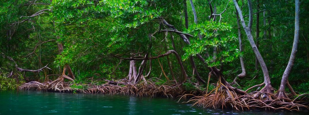 Mangrovenwald im Nationalpark Los Haitises mit dichtem Grün und Wasserlauf