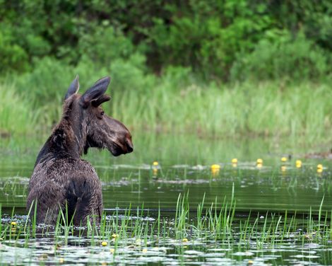 Rundreise ab Toronto bis Vancouver & Kreuzfahrt mit der Koningsdam-2