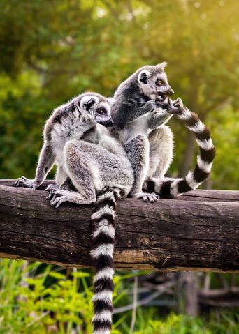 Lemuren in Madagaskar