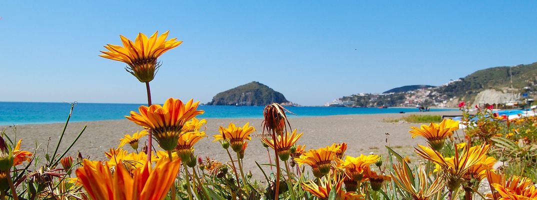 Blumen und blick auf Ischia Strand