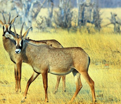 Antilopen in Simbabwe