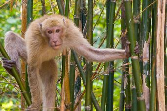Affe in Thailand