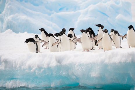 Gruppe von Pinguinen steht dicht gedrängt auf einer Eisscholle, Antarktis