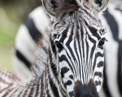 Familienerlebnis im Serengeti-Park-2