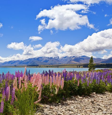 Blumenfeld und Landschaft in Neuseeland
