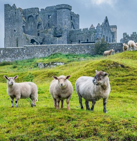 Rock of Cashel und Schafe