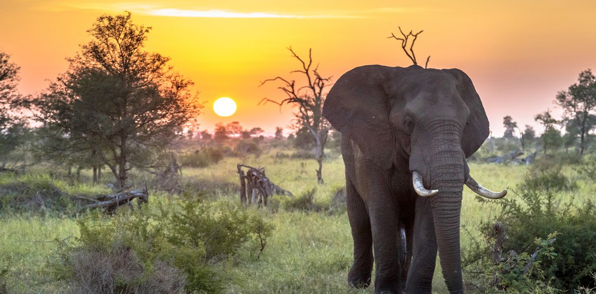 Elefant im Krüger Nationalpark in Afrika