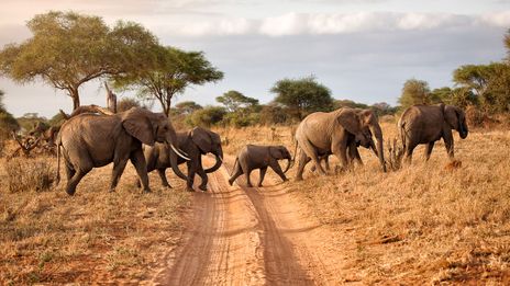 Elefanten im Tarangire Nationalpark