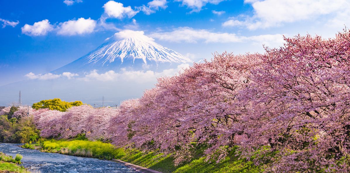 Kirschblüte in Japan