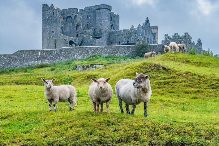 Rock of Cashel mit Schafen 